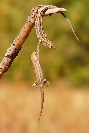 Hang-in-there-lizard.jpg